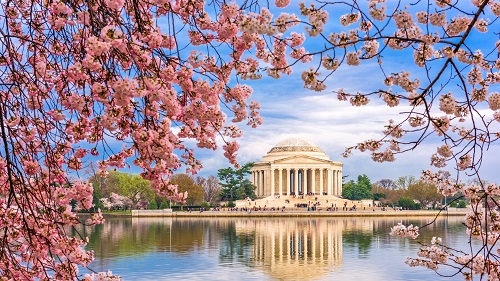 Washington DC Cherry Blossoms trip photo