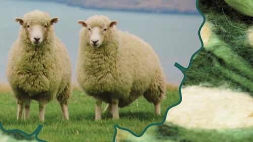 Ireland Wool and Wonder trip photo of two sheep in the grass