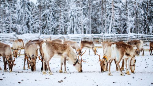 Finland ~ Arctic Magnificence trip photo